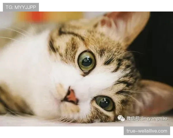 王燊超赛场上铁血硬汉,私下竟然爱养一堆猫?笑死我了! 王燊超赛场上铁血硬汉,私下竟然爱养一堆猫?笑死我了!